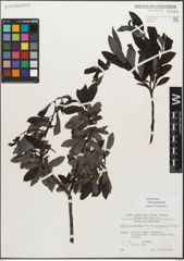 Foto von Salix myrsinifolia Salisb.